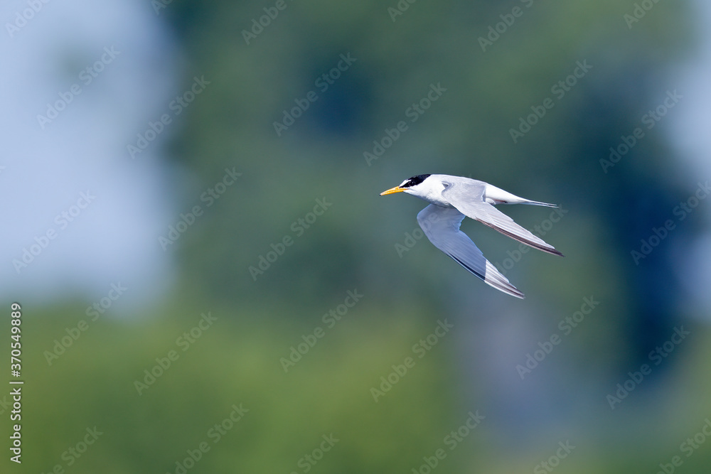 little tern (Sternula albifrons) in flight full speed hunting for small fish above a lake in Germany little tern (Sternula albifrons) in flight full speed hunting for small fish above a lake in Germany