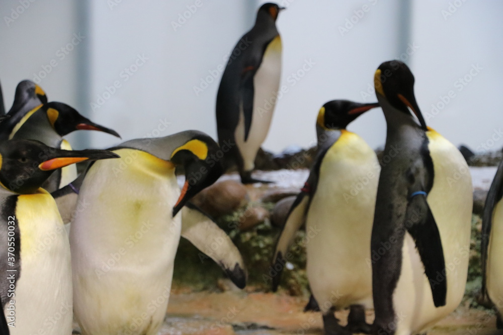 Fototapeta premium tiere