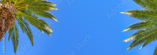 Summer background, panorama, banner - palm trees against the sky. The concept of tourism, travel, vacation © rustamank