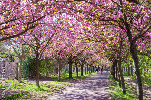 Ciliegi  natura e colori in primavera  strada sporca in mezzo al bosco e fiori di ciliegio