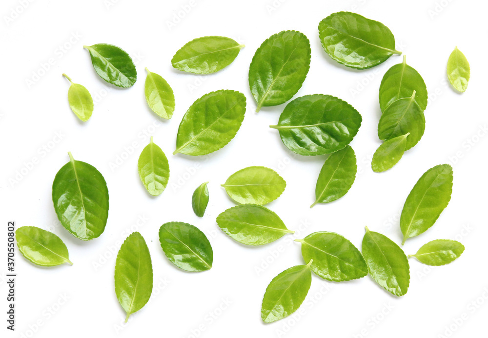 fresh leaves isolated on white background fresh leaves isolated on white background