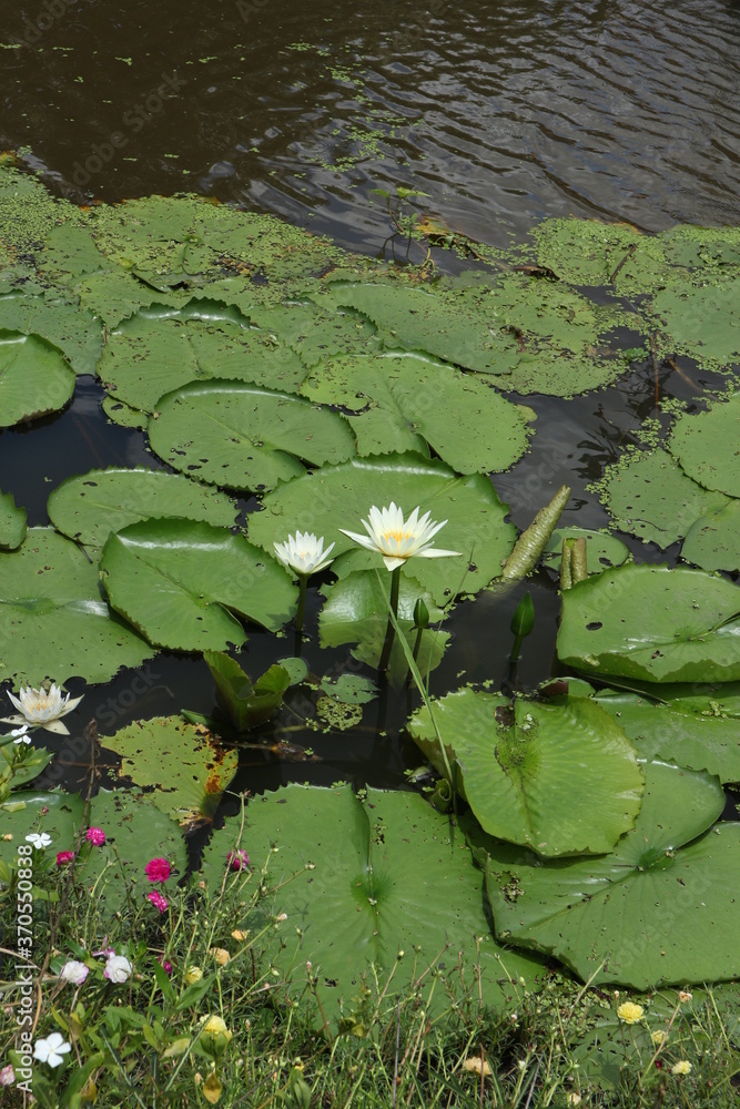 beautiful lotus flower on the water after rain in garden. beautiful lotus flower on the water after rain in garden.