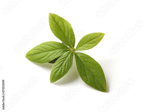 fresh green leaves isolated on white background . 