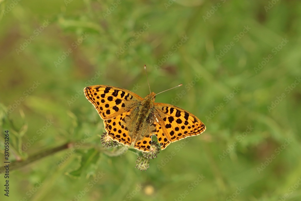 Kleiner Perlmutterfalter (Issoria lathonia). Kleiner Perlmutterfalter (Issoria lathonia).