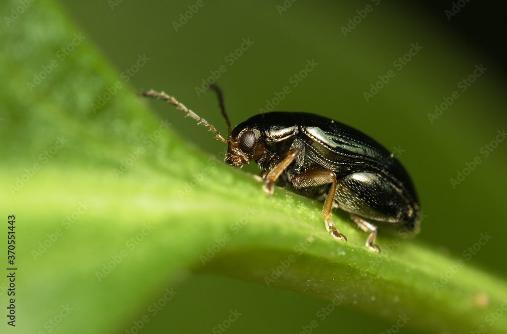 green insect on a leaf green insect on a leaf