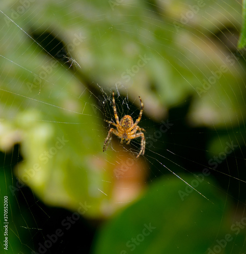 Along came a spider, strumming her web.