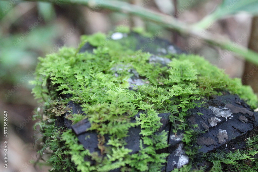 Obraz premium green moss on the ground
