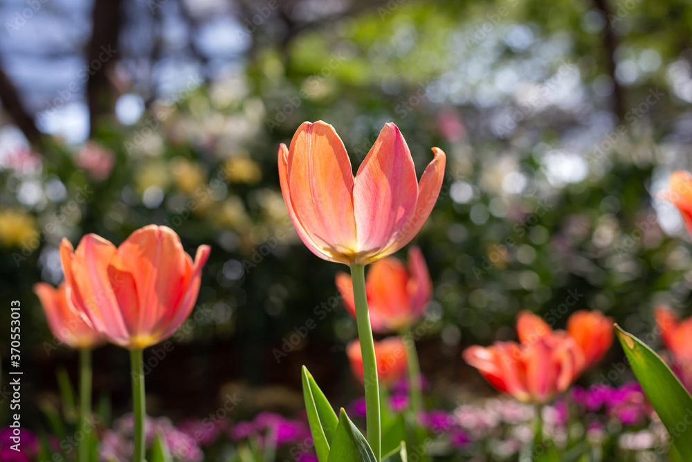 Orange tulip flowers lit by sunlight in garden. Orange tulip flowers lit by sunlight in garden.