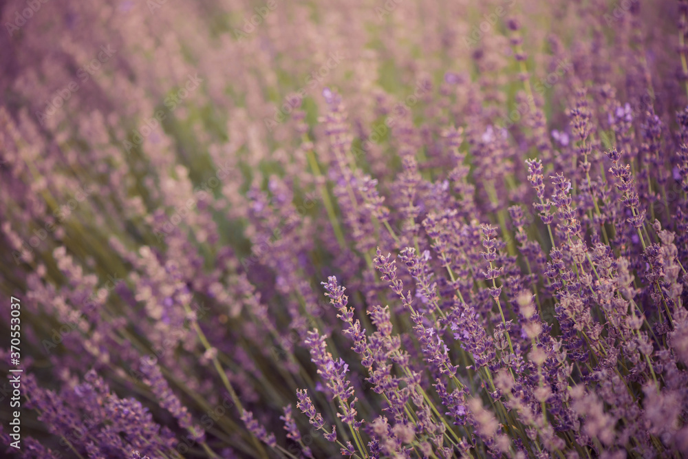 Fototapeta premium violet lavender flowers closeup at summer garden sunset