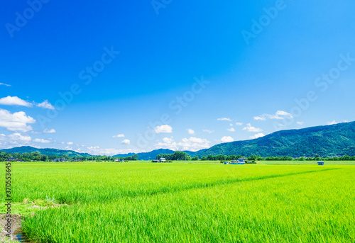 夏の信州　安曇野の田園風景