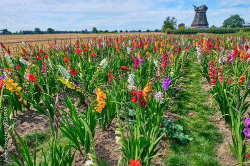 Foto Field of colored gladioli against a cloudy sky