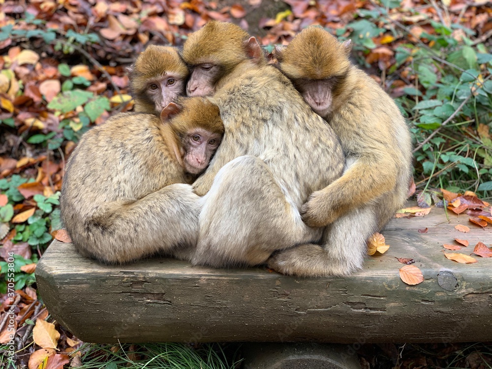 Obraz premium Affenfamilie