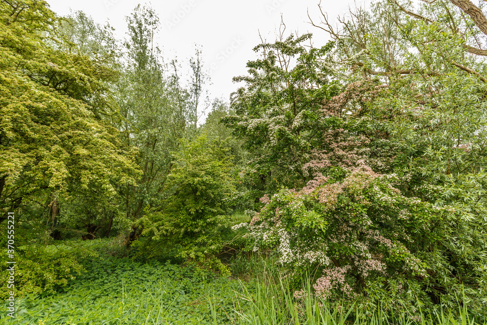 A thriving Crataegus monogyna and Crataegus laevigata stand against each other and seem to be a single tree blooms with white flowers the other with pink flowers A thriving Crataegus monogyna and Crataegus laevigata stand against each other and seem to be a single tree blooms with white flowers the other with pink flowers