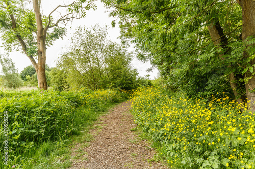 Unpaved footpath with shredded branches along river Kromme Aar with roadsides full of buttercups, Ranunculus acris, old mouldering trunk white willow, Salix alba, with high-quality ecological value
