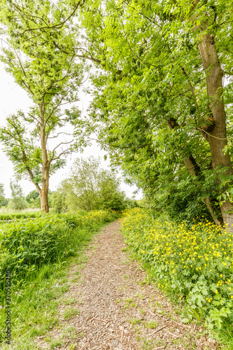 Unpaved footpath with shredded branches along river Kromme Aar with roadsides full of buttercups, Ranunculus acris, old mouldering trunk white willow, Salix alba, with high-quality ecological value