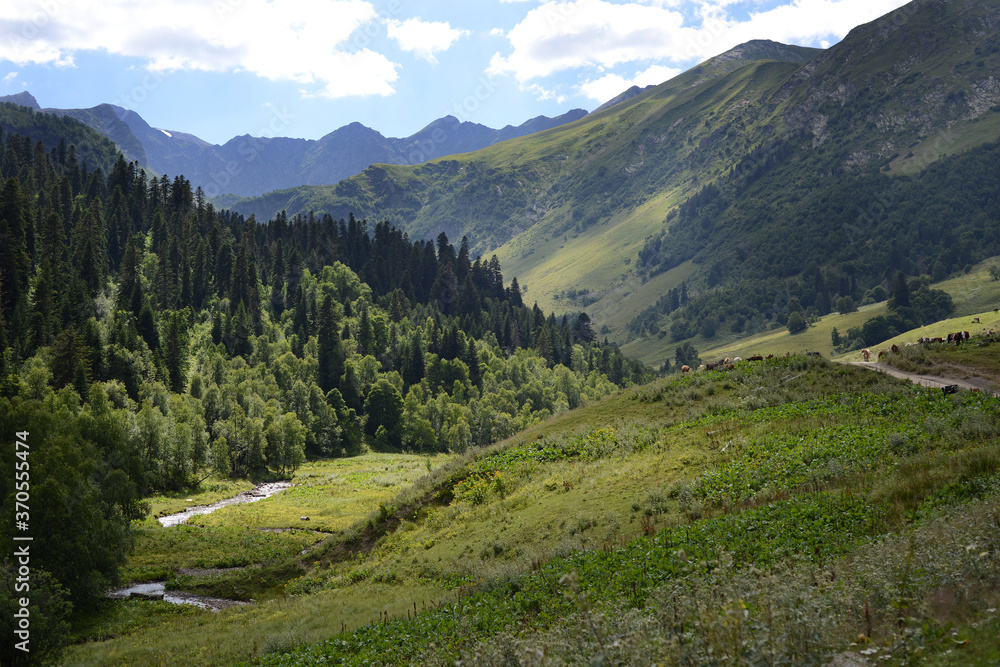 Obraz premium Alpine landscape, cows graze in the distance and a mountain river runs. Cows graze in alpine meadows.