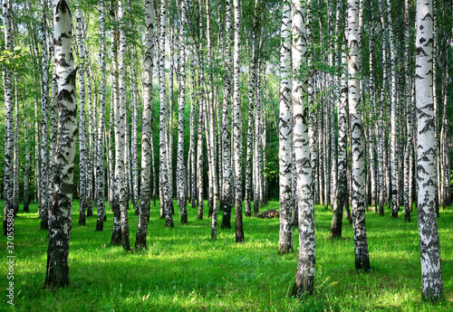 Trunks of birch trees in the evening sun in a summer park
