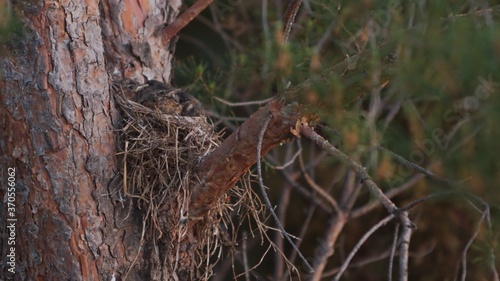 Baby Robins in nest © Hayden