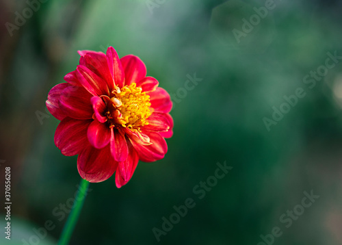 Zinnia flower,closeup of red zinnia flower in full bloom,youth-and-old-age flower