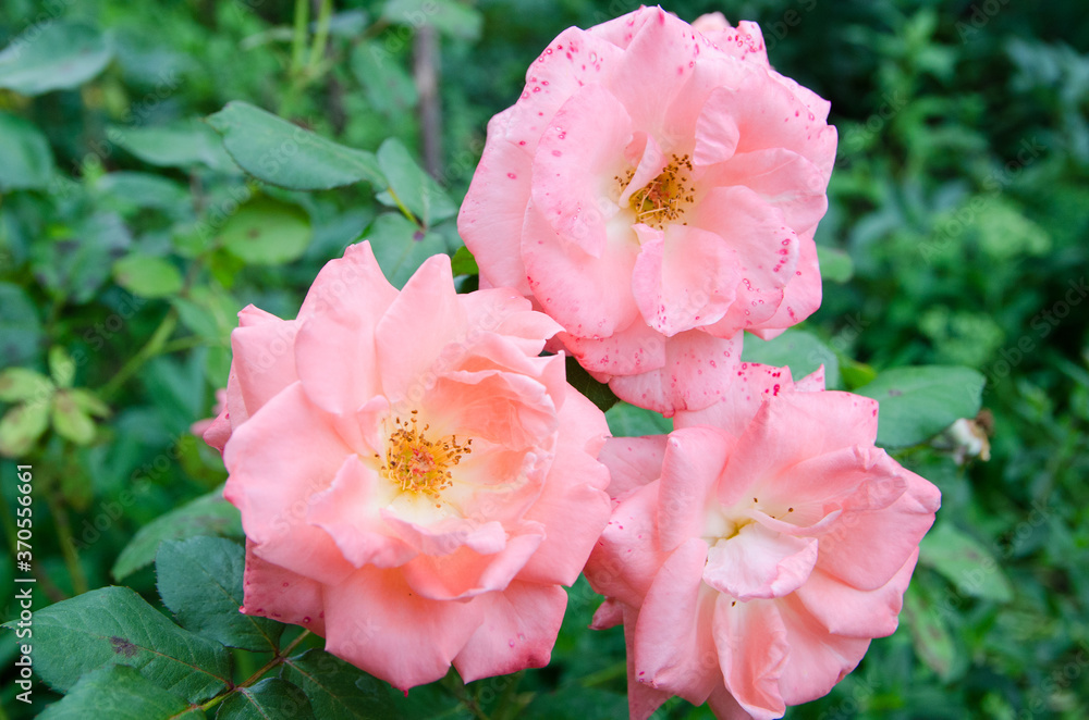 Fototapeta premium Three buds of a garden rose of pink color on a background of green foliage