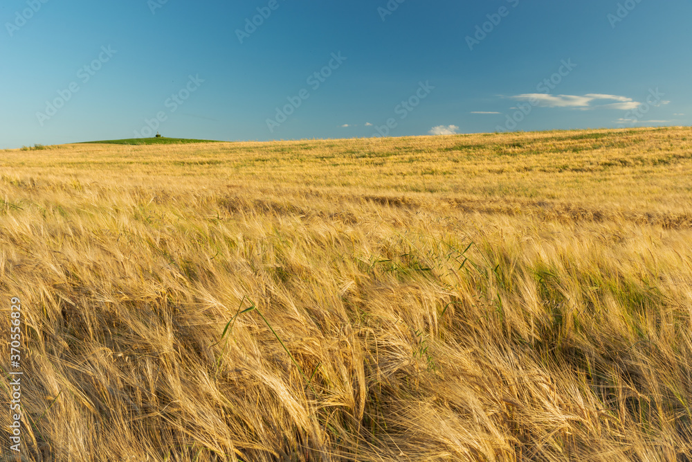 Golden barley field and blue sky, summer view