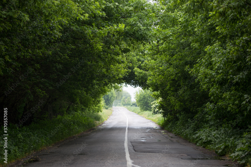 Obraz premium Country road. Summer, it rained. Tree branches bend over the road and form a vibrant green arch. The road goes into the distance. Trip to freedom.