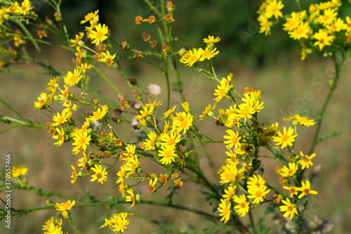 Jacobaea vulgaris, ragwort yellow flowers closeup selective focus