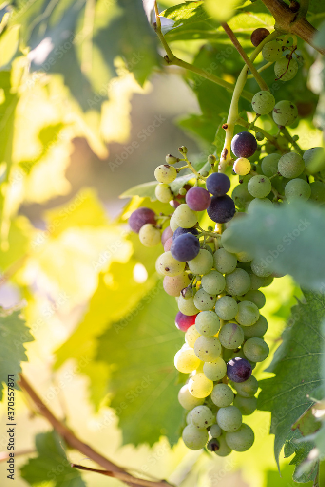 Close-Up of ripe white wine grapes with sunlight