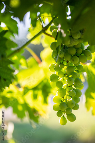 Close-Up of ripe white wine grapes with sunlight