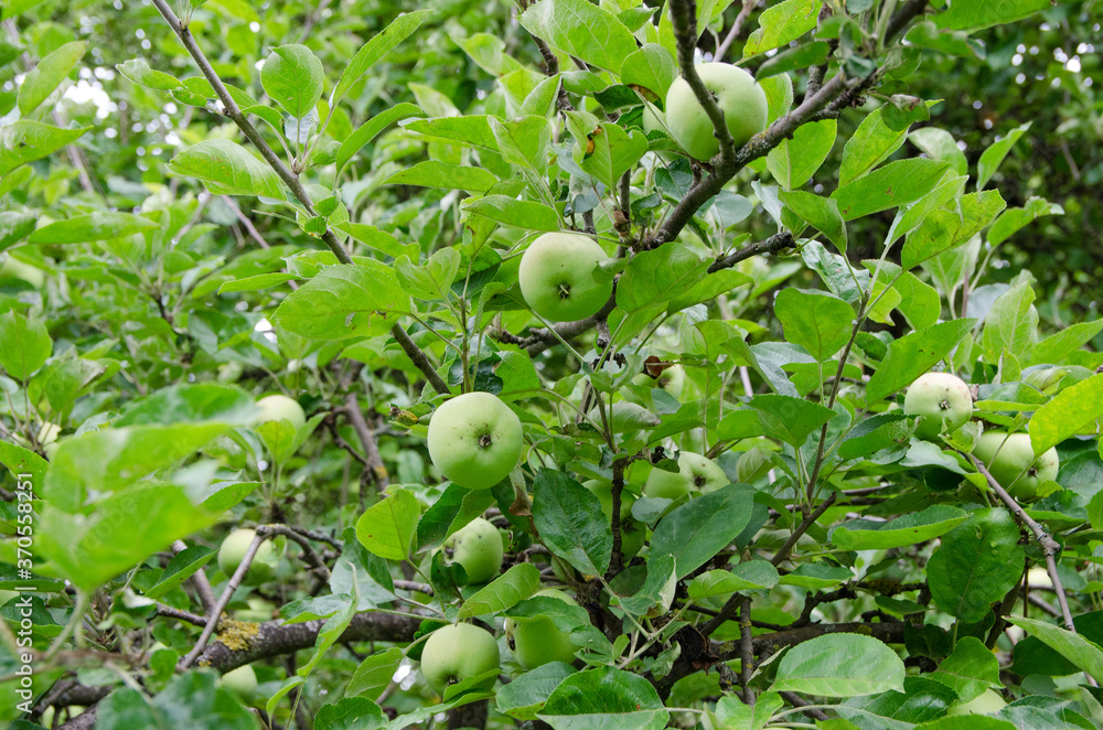 green apples on a tree in orchard.