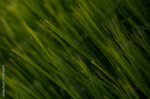 Getreide Gerste Grannen Feld Ackerbau Reife jung gesund Wachstum grün Hintergrund Struktur grafisch natürlich