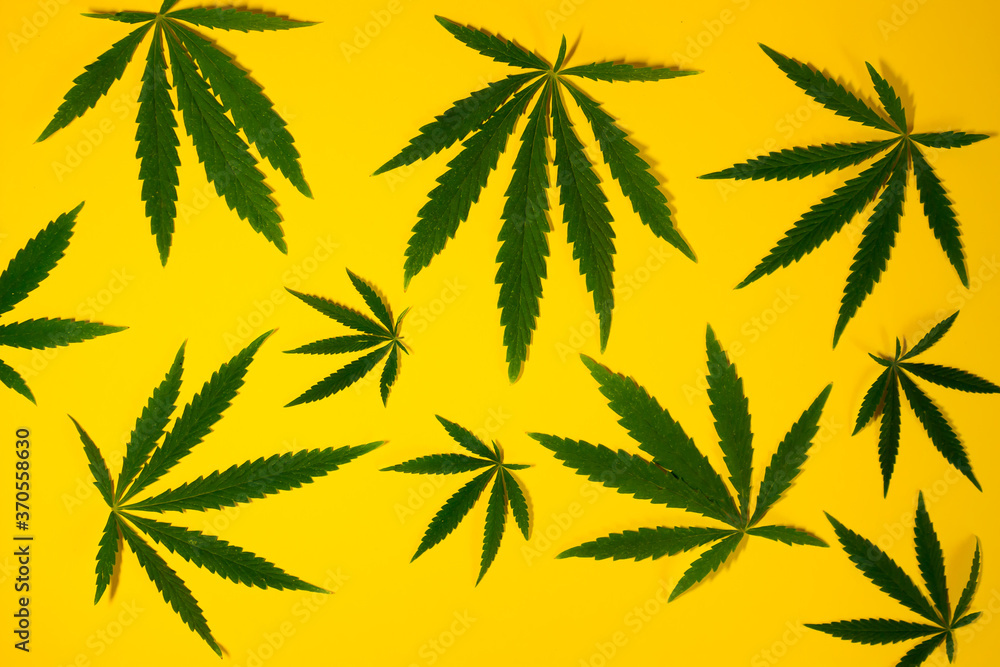 green leaf or hemp leaves on yellow background green leaf or hemp leaves on yellow background