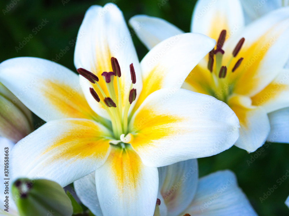 Fototapeta premium ユリ