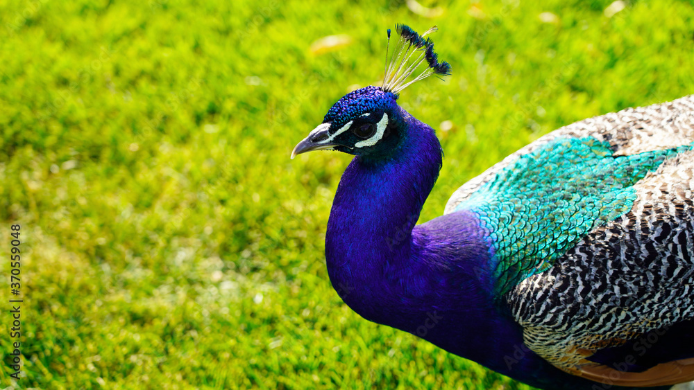 bright multi-colored peacock in the park walks among fir trees on green grass. exotic bird in the zoo on a sunny day. peacock close-up portrait bright multi-colored peacock in the park walks among fir trees on green grass. exotic bird in the zoo on a sunny day. peacock close-up portrait