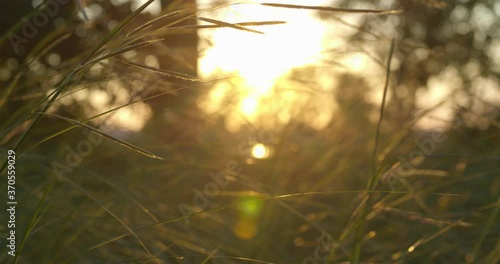 Grass on sunset light video 
