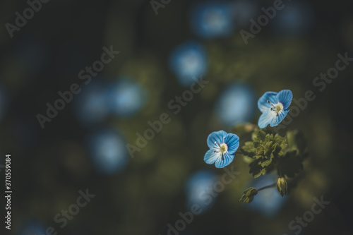 Close up macro scene of beautiful small blue flowers in the field
