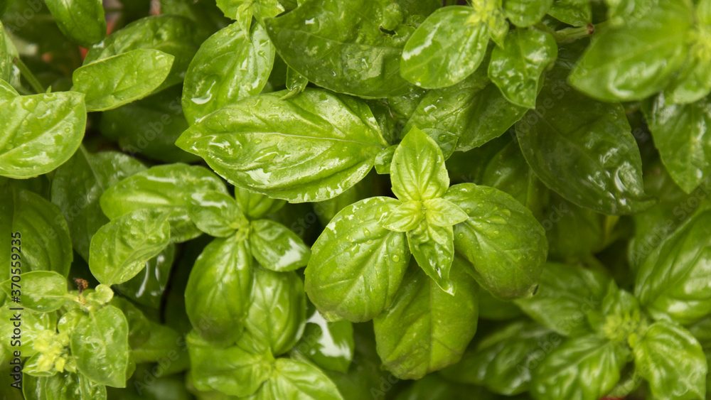 basilico basilico