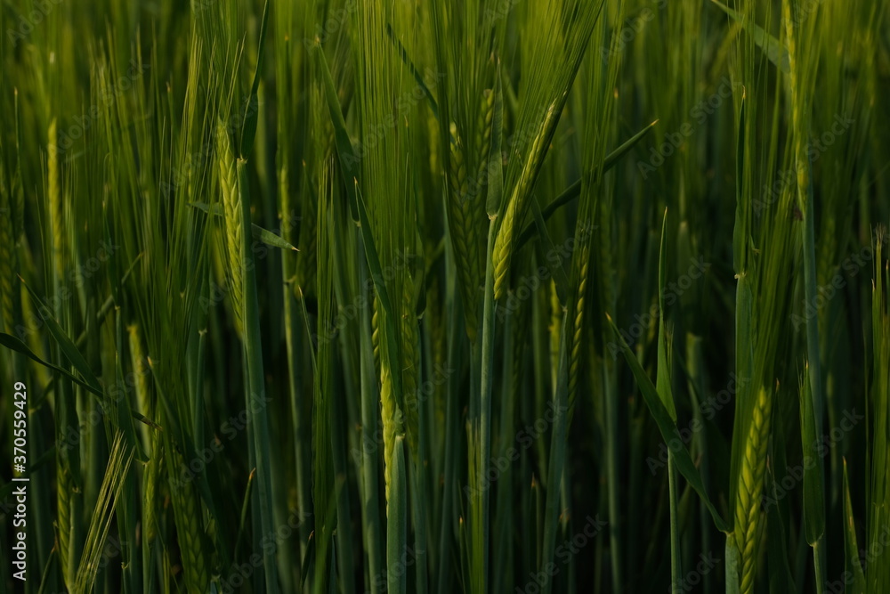 Getreide Gerste Grannen Ackerbau Feld Reife Wachsum gesund grün Hintergrund Struktur grafisch