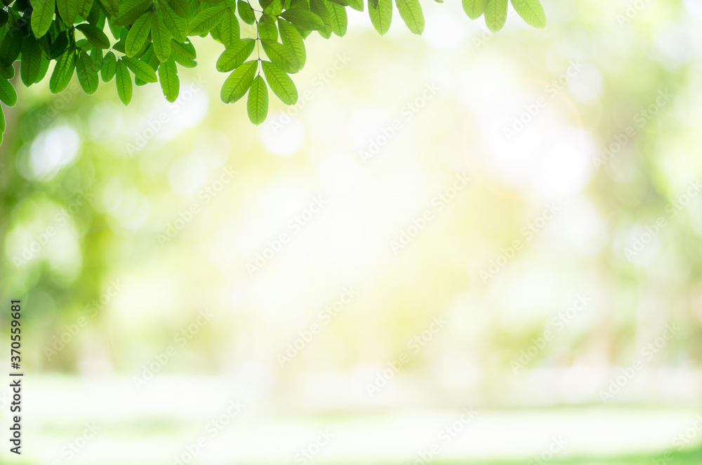 Closeup nature view of green leaf on blurred greenery background in garden with copy space for text using as summer background natural green plants landscape, ecology, fresh wallpaper concept. Closeup nature view of green leaf on blurred greenery background in garden with copy space for text using as summer background natural green plants landscape, ecology, fresh wallpaper concept.