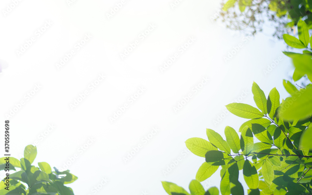 Closeup nature view of green leaf on blurred greenery background in garden with copy space for text using as summer background natural green plants landscape, ecology, fresh wallpaper concept. Closeup nature view of green leaf on blurred greenery background in garden with copy space for text using as summer background natural green plants landscape, ecology, fresh wallpaper concept.