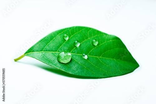 Close up of water drops on green leave and white background.