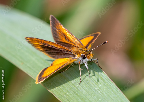 Least Skipper (Ancyloxypha numitor) photo