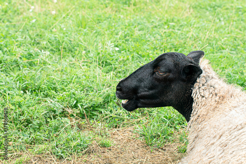 Portrait of a funny sheep with smile on green grass. Copy space, close up