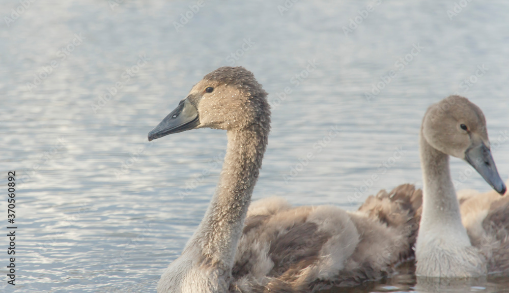  portrait of a little gray swan in a lake 
