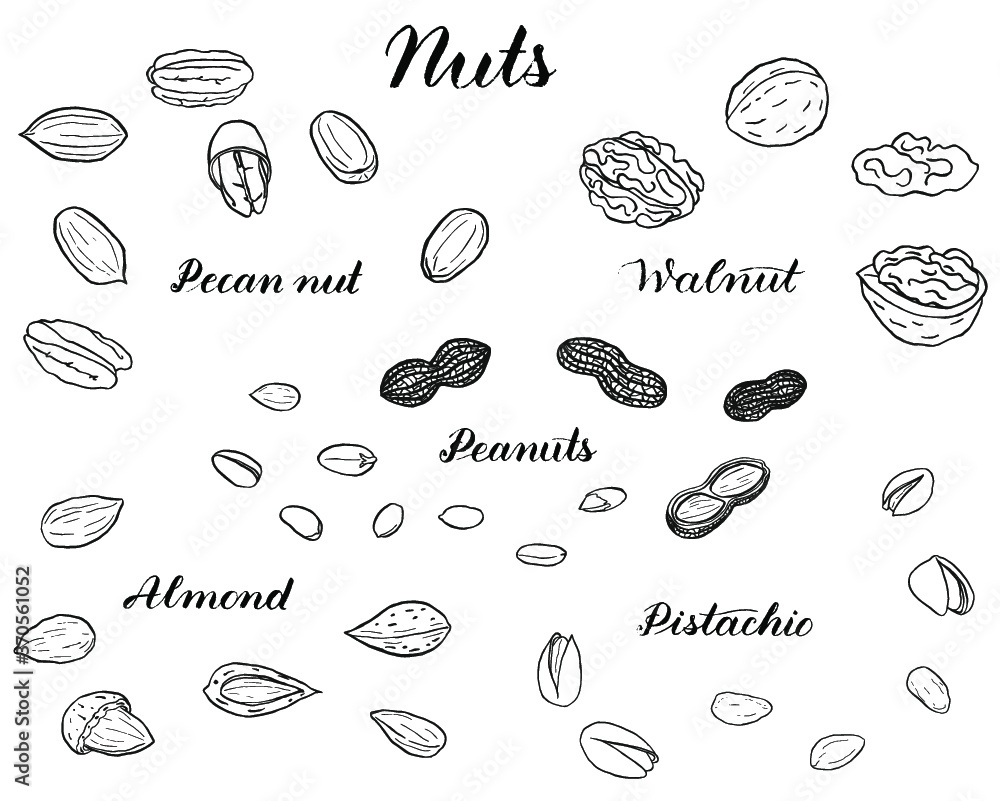 A black and white set of hand drawn nuts isolated on white. Coloring book. Pecan, walnut, almond, peanuts, pistachios in shells A black and white set of hand drawn nuts isolated on white. Coloring book. Pecan, walnut, almond, peanuts, pistachios in shells