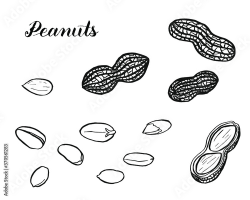 A black and white card with hand drawn peanuts and peanuts in shells isolated on white. Coloring book