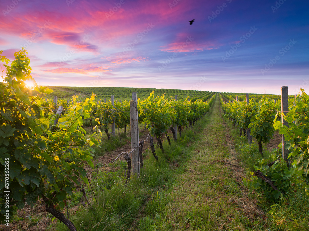 Fototapeta premium spring landscape of green tuscany and table place texture