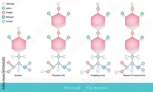 Thyroid hormones chemical structure tyrosine, triiodothyronine, Thyroxine