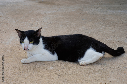 Thai cat with a black body, a white nose on the cement floor