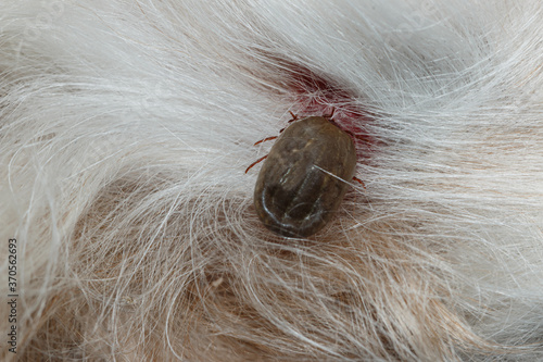 Ticks big that are sucking blood on dogs with white hair